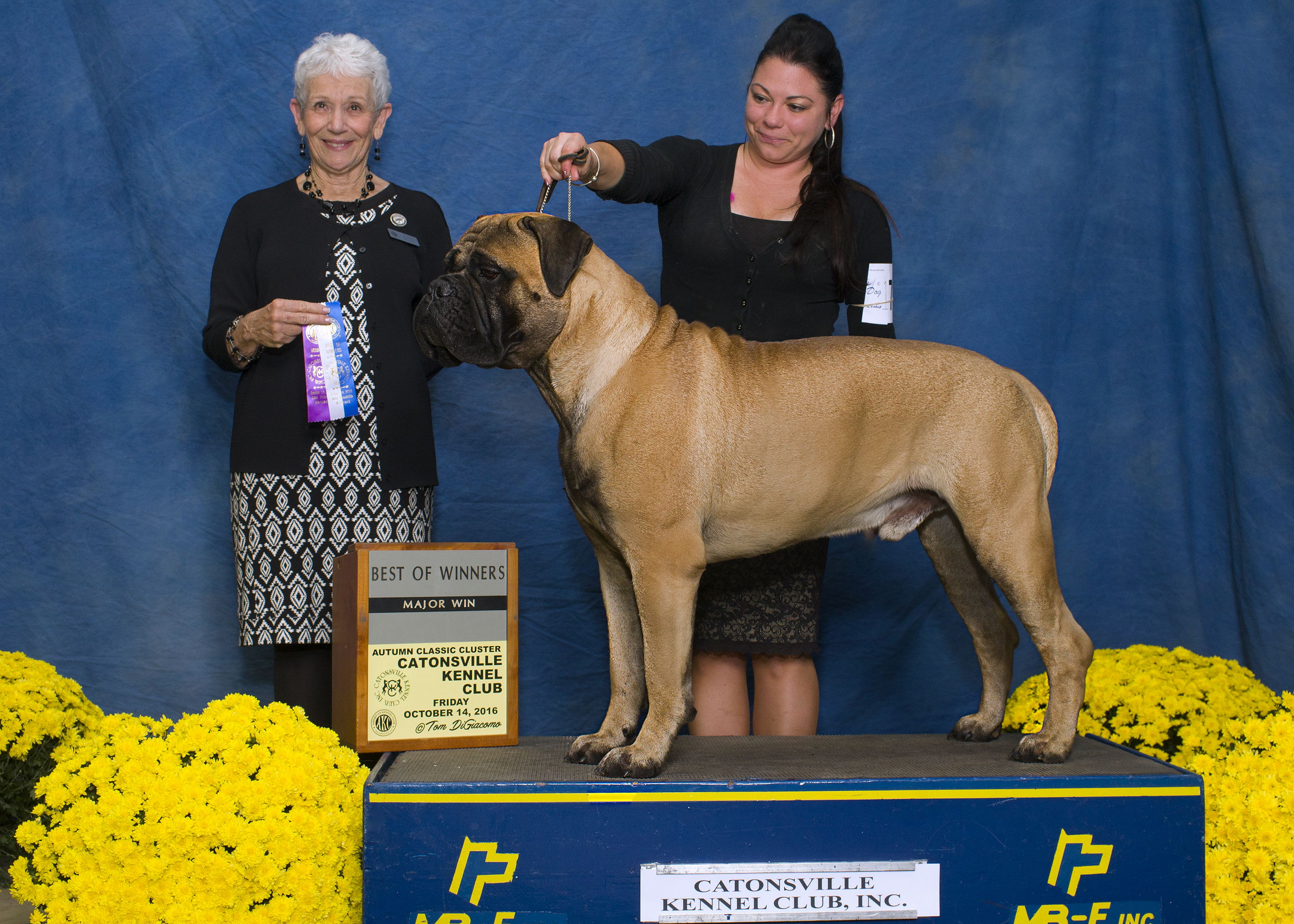 Beau: Boundless Floats Like a Butterfly CGC Beau: Boundless Floats Like a Butterfly CGC